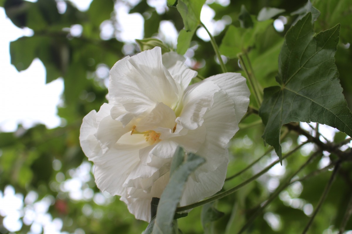 Hibiscus mutabilis L.